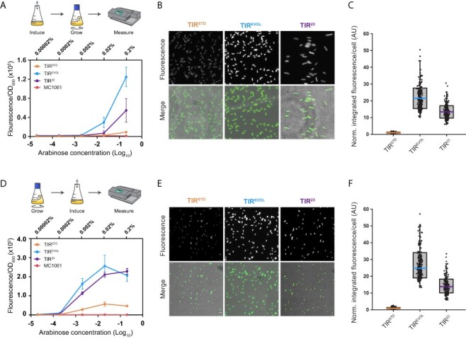 Signal amplification of <i>araC pBAD</i> using a standardized translation initiation region.