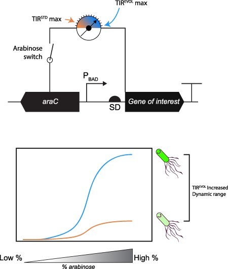 Signal amplification of <i>araC pBAD</i> using a standardized translation initiation region.