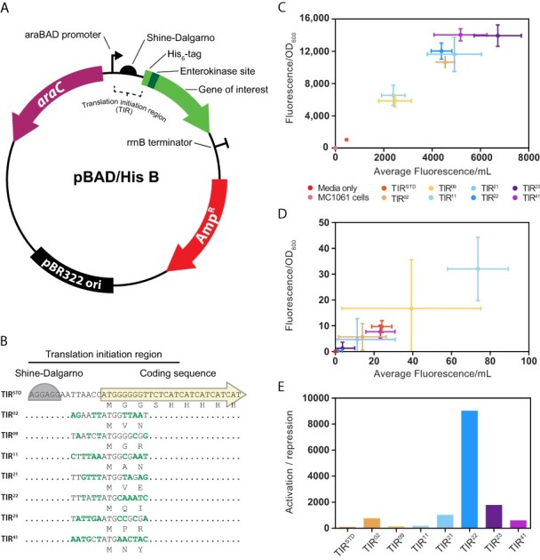 Signal amplification of <i>araC pBAD</i> using a standardized translation initiation region.
