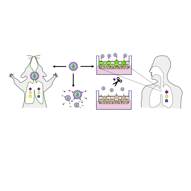Sendai F/HN pseudotyped lentiviral vector transduces human ciliated and non-ciliated airway cells using α 2,3 sialylated receptors.