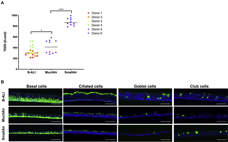 Sendai F/HN pseudotyped lentiviral vector transduces human ciliated and non-ciliated airway cells using α 2,3 sialylated receptors.