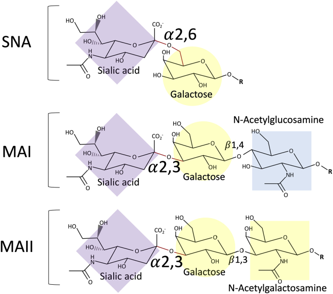 Sendai F/HN pseudotyped lentiviral vector transduces human ciliated and non-ciliated airway cells using α 2,3 sialylated receptors.