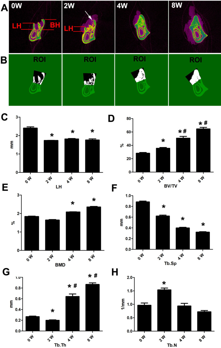Characterizations of alveolar repair after mandibular second molar extraction: an experimental study in rats.