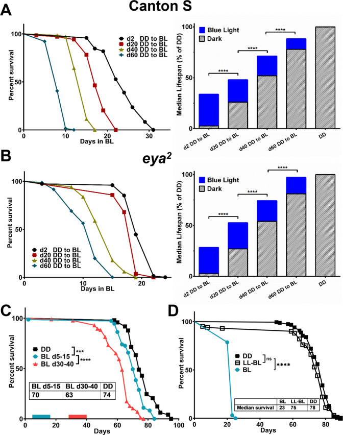 Age-dependent effects of blue light exposure on lifespan, neurodegeneration, and mitochondria physiology in Drosophila melanogaster.