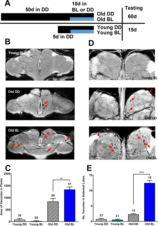 Age-dependent effects of blue light exposure on lifespan, neurodegeneration, and mitochondria physiology in Drosophila melanogaster.