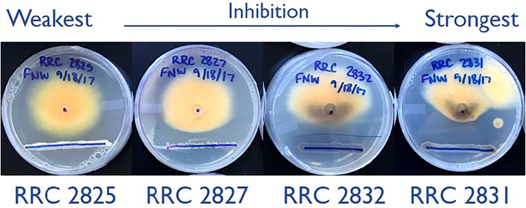 Transcriptomic Response of <i>Fusarium verticillioides</i> to Variably Inhibitory Environmental Isolates of <i>Streptomyces</i>.