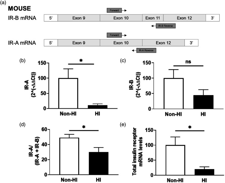 Hyperinsulinemia alters insulin receptor presentation and internalization in brain microvascular endothelial cells.