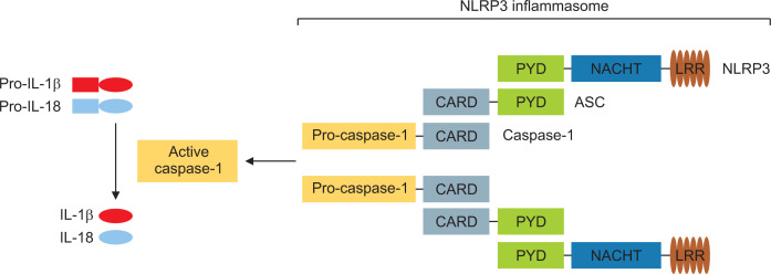 The Mechanism of the NLRP3 Inflammasome Activation and Pathogenic Implication in the Pathogenesis of Gout.