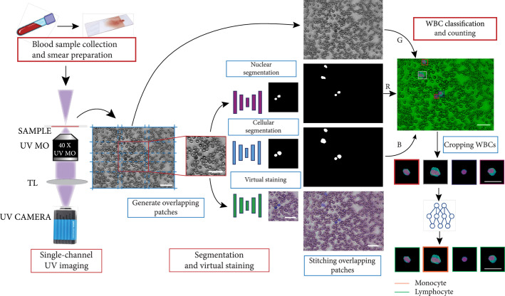 Virtual Staining, Segmentation, and Classification of Blood Smears for Label-Free Hematology Analysis.