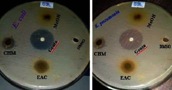 Chemical Composition and Antibacterial and Antioxidant Activities of Stem Bark Essential Oil and Extracts of <i>Solanecio gigas</i>.