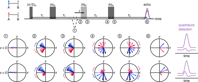 The effect of spin polarization on double electron-electron resonance (DEER) spectroscopy.