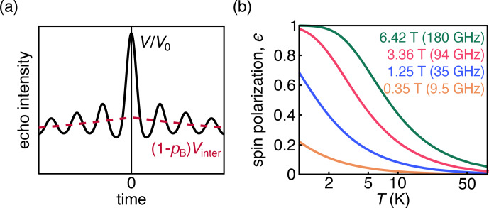 The effect of spin polarization on double electron-electron resonance (DEER) spectroscopy.