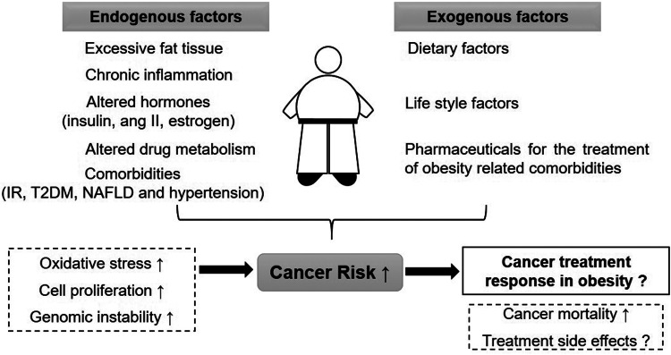 Obesity-related genomic instability and altered xenobiotic metabolism: possible consequences for cancer risk and chemotherapy.