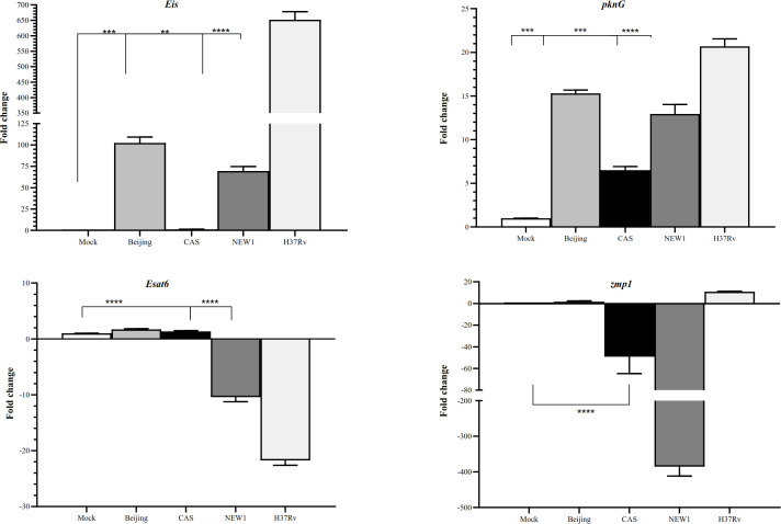 Strain-Specific Behavior of Mycobacterium tuberculosis in Interruption of Autophagy Pathway in Human Alveolar Type II Epithelial A549 Cells