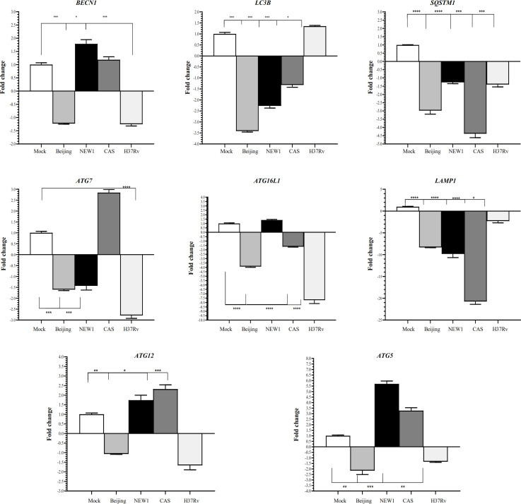 Strain-Specific Behavior of Mycobacterium tuberculosis in Interruption of Autophagy Pathway in Human Alveolar Type II Epithelial A549 Cells