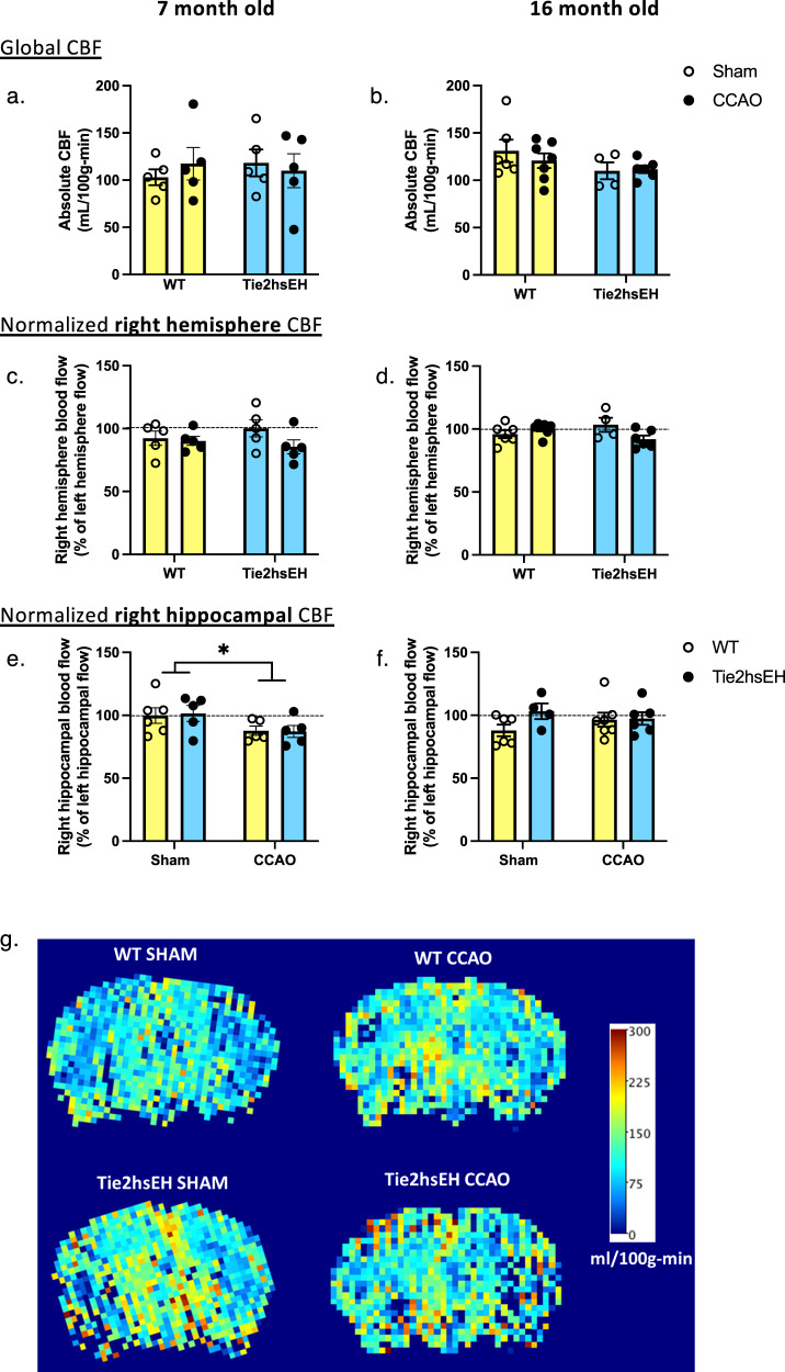 Age-dependent cognitive impairment, hydrocephalus and leukocyte infiltration in transgenic mice with endothelial expression of human EPHX2.