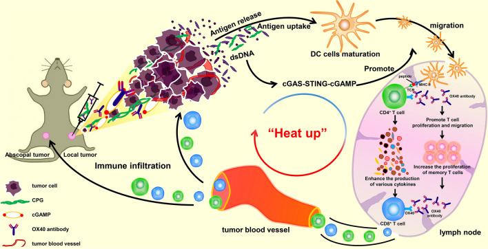 Robust immune response stimulated by in situ injection of CpG/αOX40/cGAMP in αPD-1-resistant malignancy.