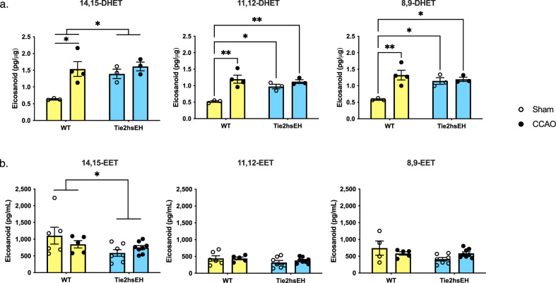 Age-dependent cognitive impairment, hydrocephalus and leukocyte infiltration in transgenic mice with endothelial expression of human EPHX2.