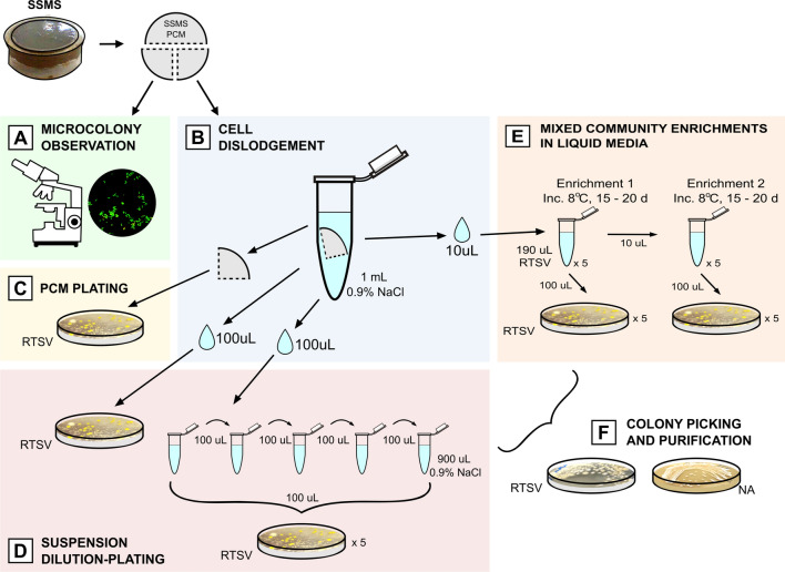 Soil substrate culturing approaches recover diverse members of Actinomycetota from desert soils of Herring Island, East Antarctica.