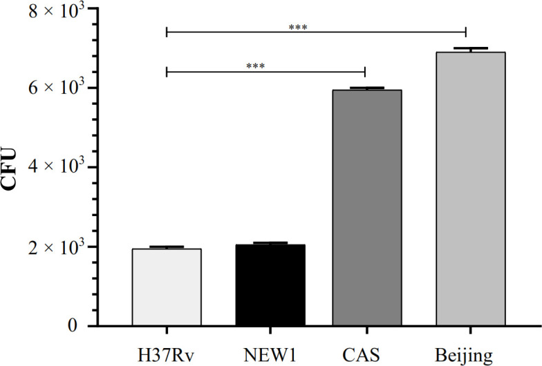 Strain-Specific Behavior of Mycobacterium tuberculosis in Interruption of Autophagy Pathway in Human Alveolar Type II Epithelial A549 Cells