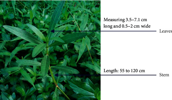 Subchronic Toxicity Study of Alternanthera philoxeroides in Swiss Albino Mice Having Antioxidant and Anticoagulant Activities.