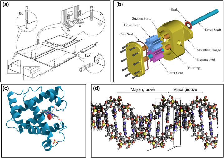 Colors in the representation of biological structures.