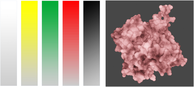 Colors in the representation of biological structures.