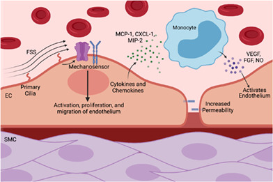 Leptomeningeal anastomoses: Mechanisms of pial collateral remodeling in ischemic stroke.