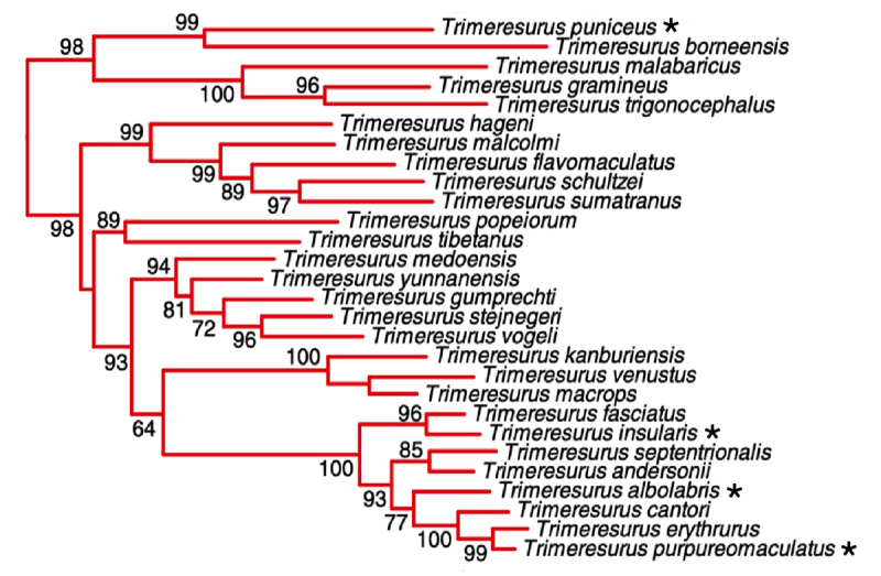 Venom composition of <i>Trimeresurus albolabris, T. insularis, T. puniceus</i> and <i>T. purpureomaculatus</i> from Indonesia.