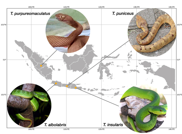 Venom composition of <i>Trimeresurus albolabris, T. insularis, T. puniceus</i> and <i>T. purpureomaculatus</i> from Indonesia.