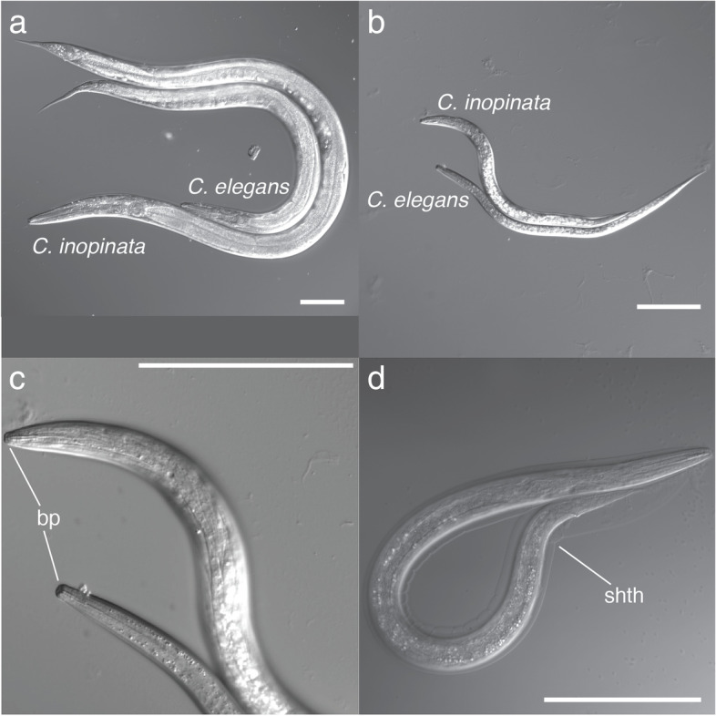 Opposing directions of stage-specific body shape change in a close relative of C. elegans.