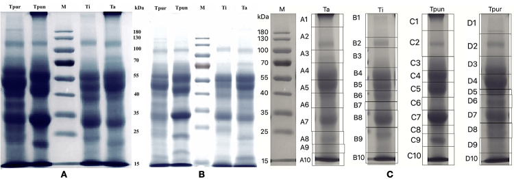 Venom composition of <i>Trimeresurus albolabris, T. insularis, T. puniceus</i> and <i>T. purpureomaculatus</i> from Indonesia.