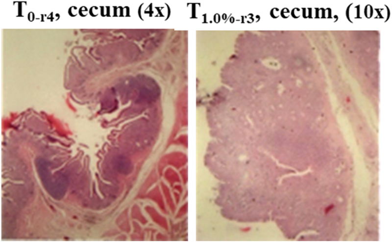 <i>Areca catechu L</i>. and <i>Anredera cordifolia (Ten) Steenis</i> supplementation reduces faecal parasites and improves caecal histopathology in laying hens.