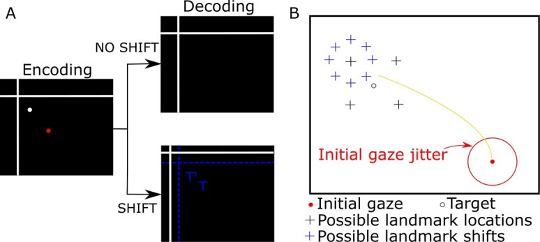 Integration of allocentric and egocentric visual information in a convolutional/multilayer perceptron network model of goal-directed gaze shifts.