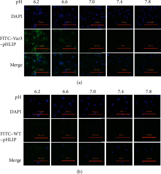 In Vivo Distribution and Therapeutic Efficacy of Radioiodine-Labeled pH-Low Insertion Peptide Variant 3 in a Mouse Model of Breast Cancer.