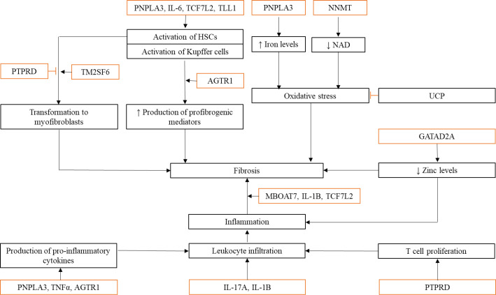 Update on Non-Alcoholic Fatty Liver Disease-Associated Single Nucleotide Polymorphisms and Their Involvement in Liver Steatosis, Inflammation, and Fibrosis: A Narrative Review