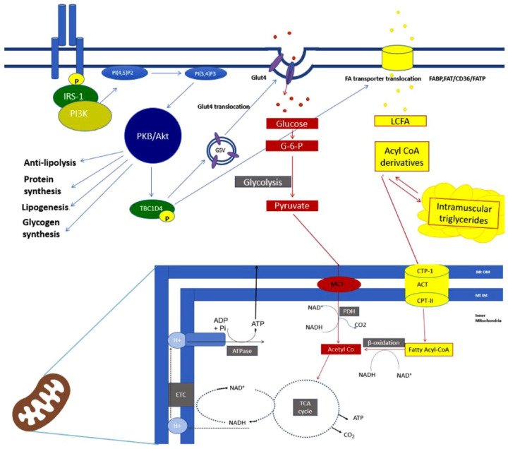 Characterizing skeletal muscle dysfunction in women with polycystic ovary syndrome.