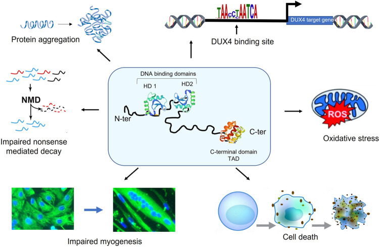 Gene Editing to Tackle Facioscapulohumeral Muscular Dystrophy.