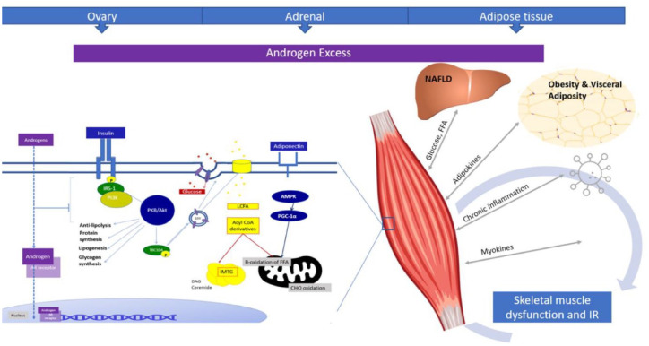 Characterizing skeletal muscle dysfunction in women with polycystic ovary syndrome.