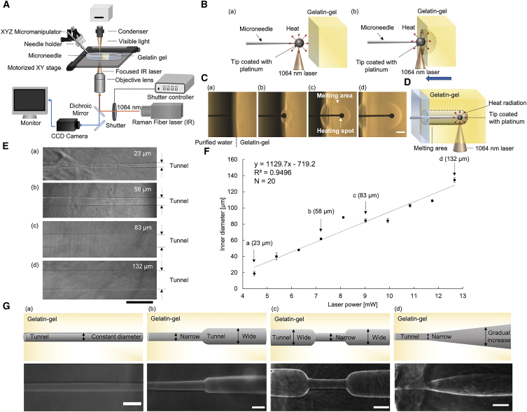 Dominant geometrical factors of collective cell migration in flexible 3D gelatin tube structures.