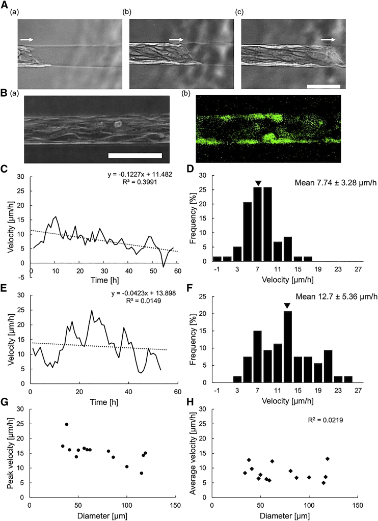 Dominant geometrical factors of collective cell migration in flexible 3D gelatin tube structures.