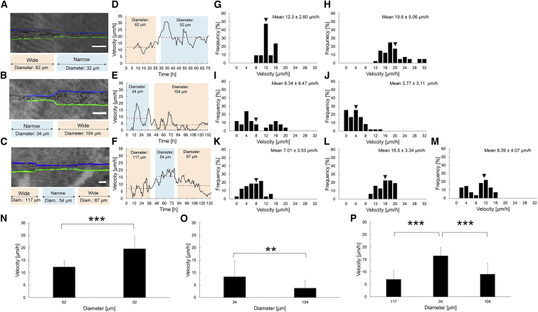 Dominant geometrical factors of collective cell migration in flexible 3D gelatin tube structures.