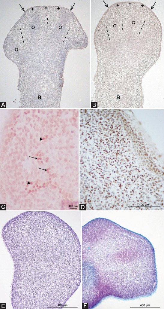 Global DNA methylation and chondrogenesis of rat limb buds in a three-dimensional organ culture system.