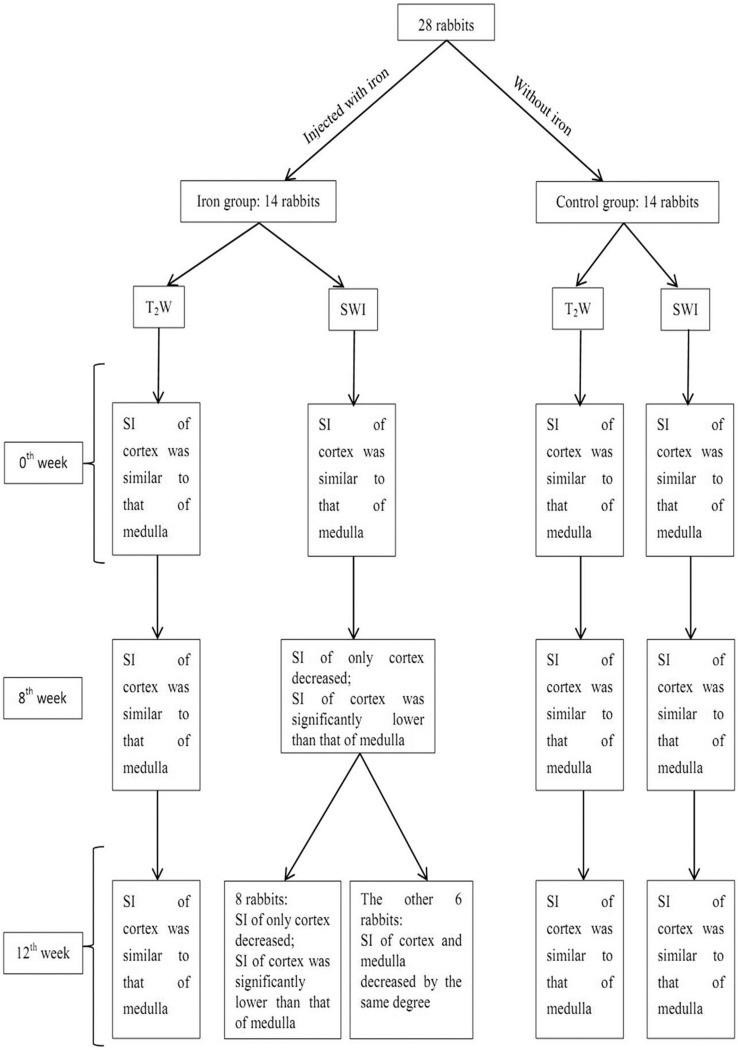 Susceptibility-weighted Imaging for Renal Iron Overload Assessment: A Pilot Study.