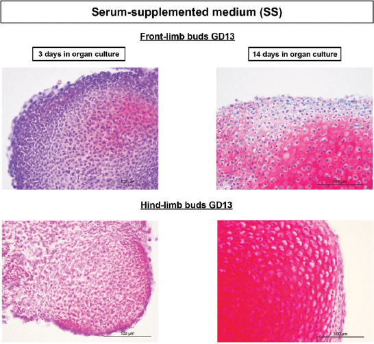 Global DNA methylation and chondrogenesis of rat limb buds in a three-dimensional organ culture system.