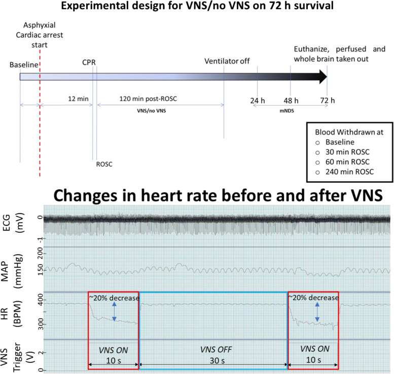 Threshold adjusted vagus nerve stimulation after asphyxial cardiac arrest results in neuroprotection and improved survival.