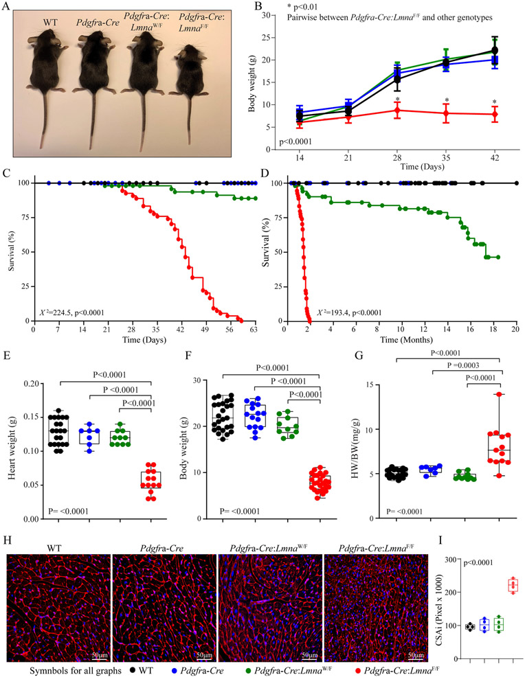 Deletion of the <i>Lmna</i> gene in fibroblasts causes senescence-associated dilated cardiomyopathy by activating the double-stranded DNA damage response and induction of senescence-associated secretory phenotype.