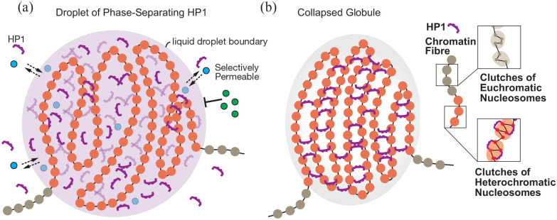 HP1-Driven Micro-Phase Separation of Heterochromatin-Like Domains/Complexes.