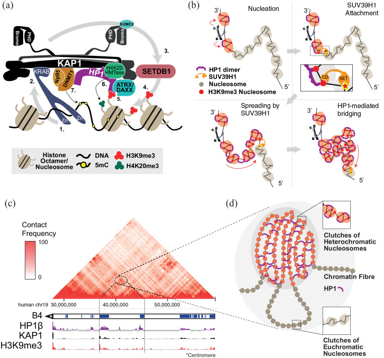 HP1-Driven Micro-Phase Separation of Heterochromatin-Like Domains/Complexes.