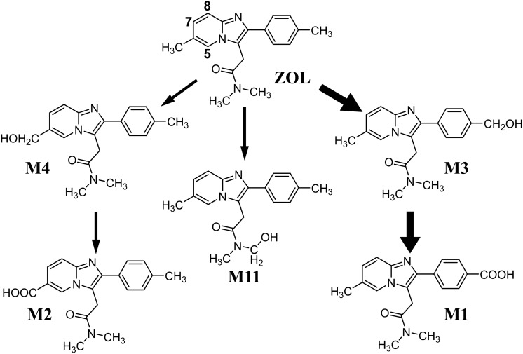 Qualitative analysis of 7- and 8-hydroxyzolpidem and discovery of novel zolpidem metabolites in postmortem urine using liquid chromatography-tandem mass spectrometry.